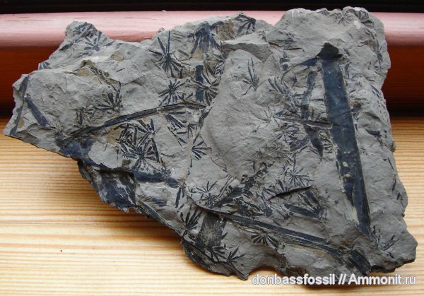 карбон, каламиты, Донецк, Asterophyllites