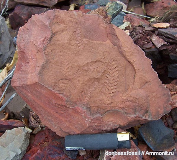 карбон, Донецк, Neuropteris, нейроптерис