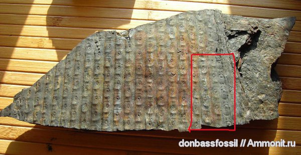 карбон, сигиллярия, Донбасс, плауновидные, Донецк