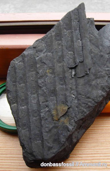 карбон, сигиллярия, Донбасс, плауновидные, Донецк