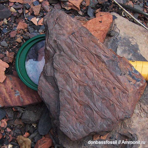 карбон, лепидодендрон, Донецк, Lepidodendron