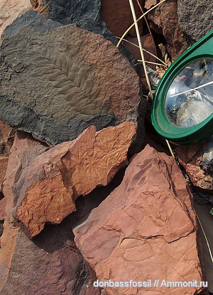 карбон, Донецк, Neuropteris, нейроптерис