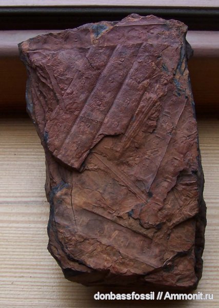 карбон, сигиллярия, Sigillaria, Sigillaria tesselata