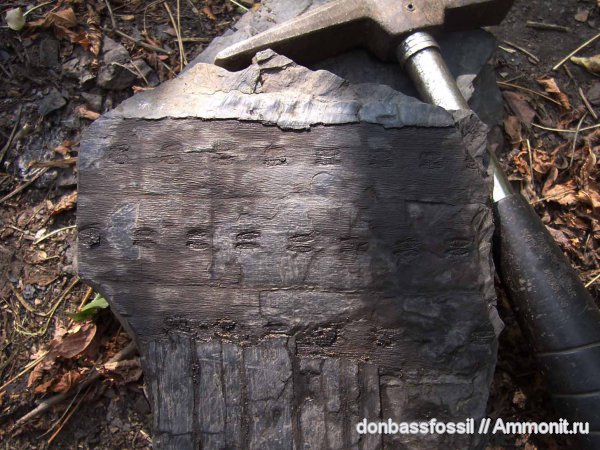 сигиллярия, Sigillaria, Syringodendron