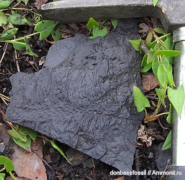 карбон, лепидодендрон, Донецк, Lepidodendron