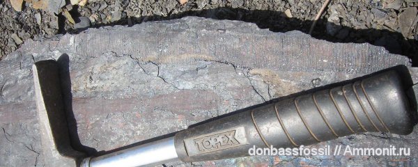 карбон, кордаиты, артизия, Донецк, Cordaites, Artisia