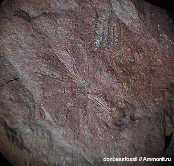 карбон, Донецк, Sphenophyllum