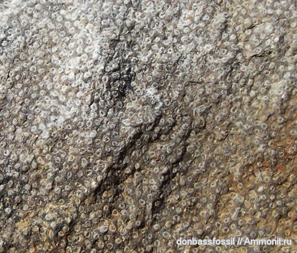 карбон, Донецк