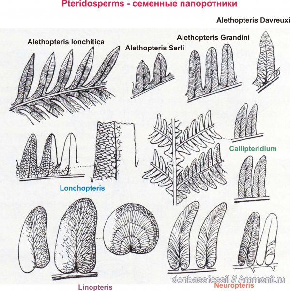 птеридоспермы