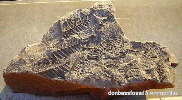 карбон, Донецк, Pecopteris