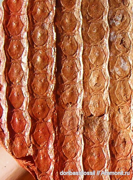 карбон, сигиллярия, Донбасс, плауновидные, Донецк, Sigillaria mamillaris