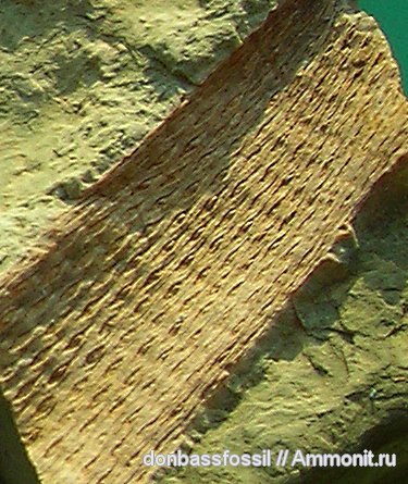 карбон, Донбасс, плауновидные