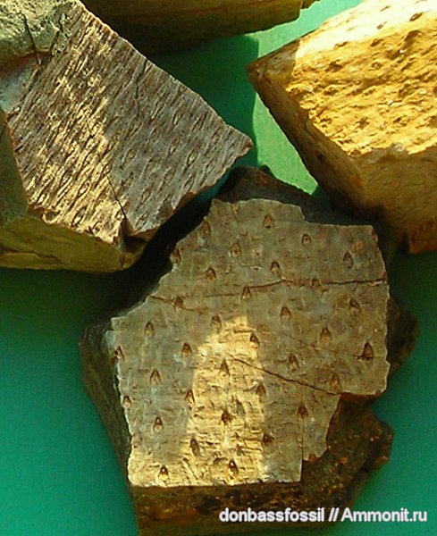 карбон, Донбасс, плауновидные