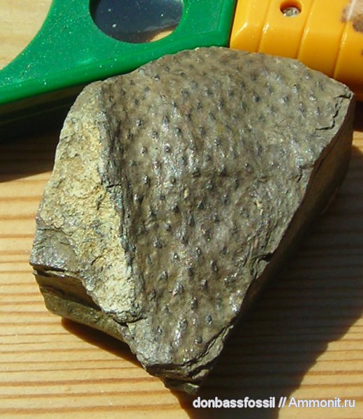 карбон, Донбасс, плауновидные