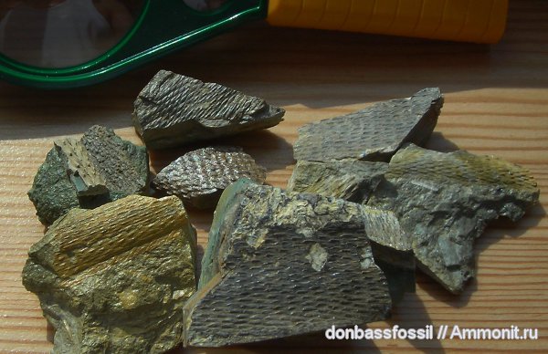 карбон, Донбасс, плауновидные