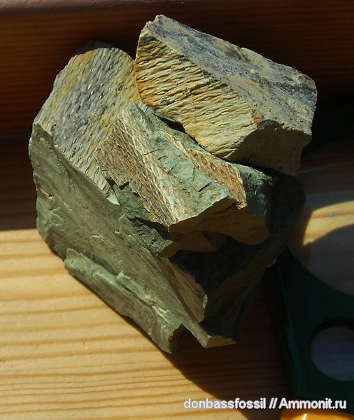 карбон, Донбасс, плауновидные