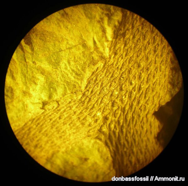 Донбасс, плауновидные, Lepidodendropsis