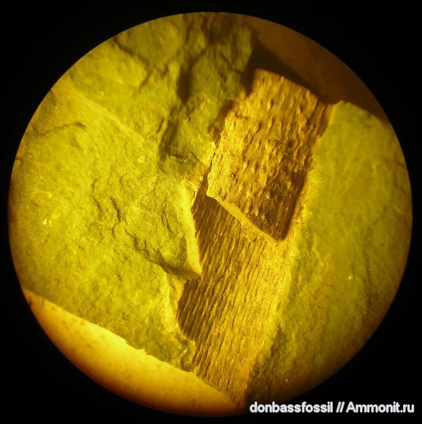 Донбасс, плауновидные, Lepidodendropsis