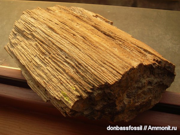 окаменевшее дерево, Araucariales