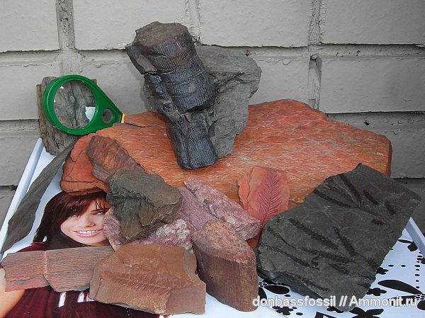 карбон, Донецк