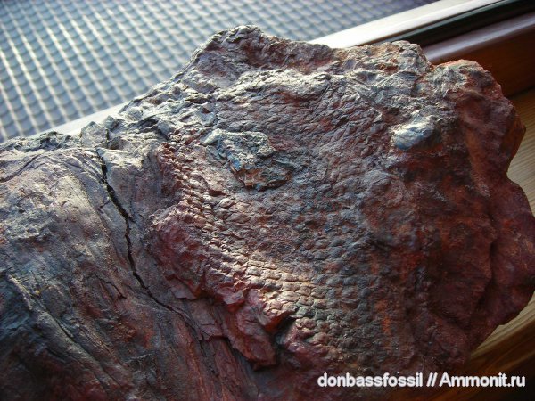 карбон, Донбасс, лепидофлойос, Донецк, Lepidophloios