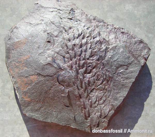 карбон, лепидодендрон, Донецк, Lepidodendron