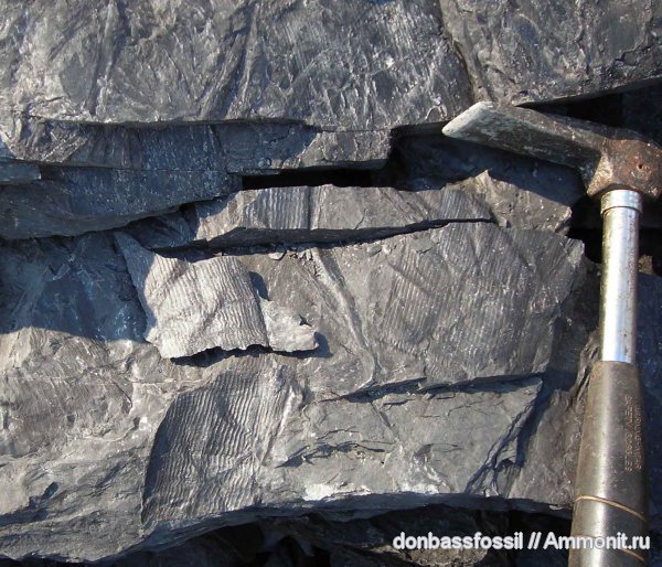 каламиты, Calamites, Calamites undulatus