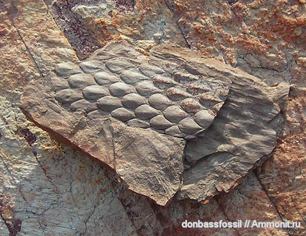 карбон, лепидодендрон, Донецк, Lepidodendron