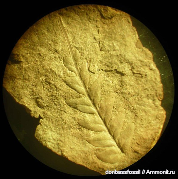 карбон, Донецк, Mariopteris, мариоптерисы