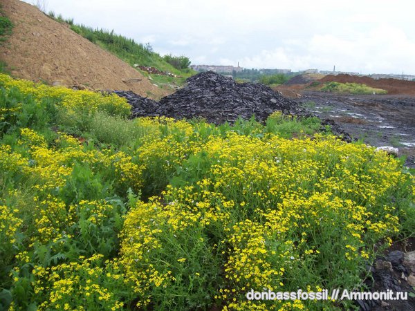 порода, шахты