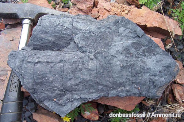 карбон, каламиты, Донецк, Calamites