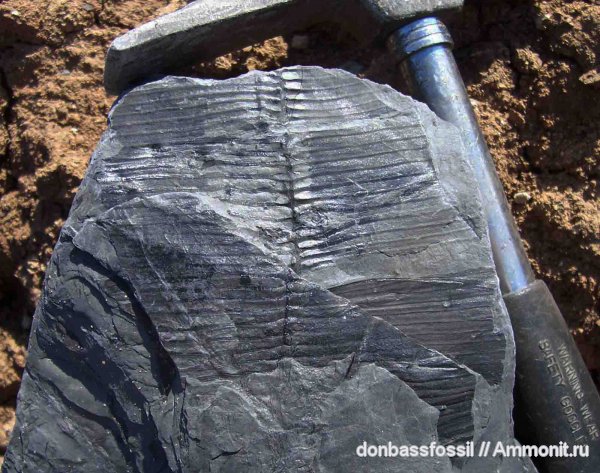 каламиты, Calamites