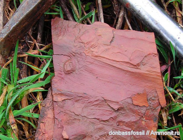 карбон, каламиты, Донецк, Calamites