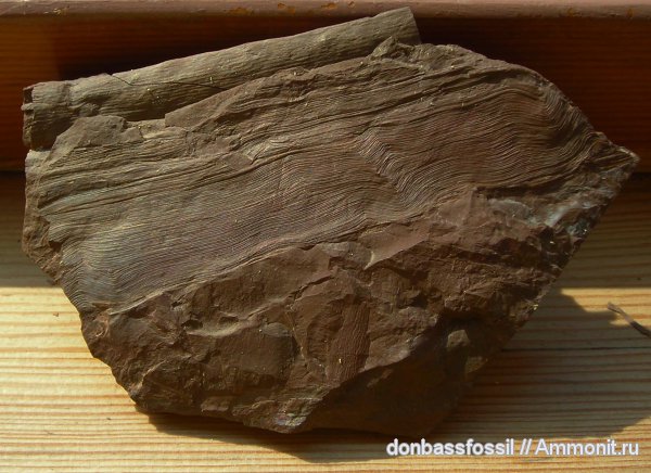 карбон, птеридоспермы, Донецк