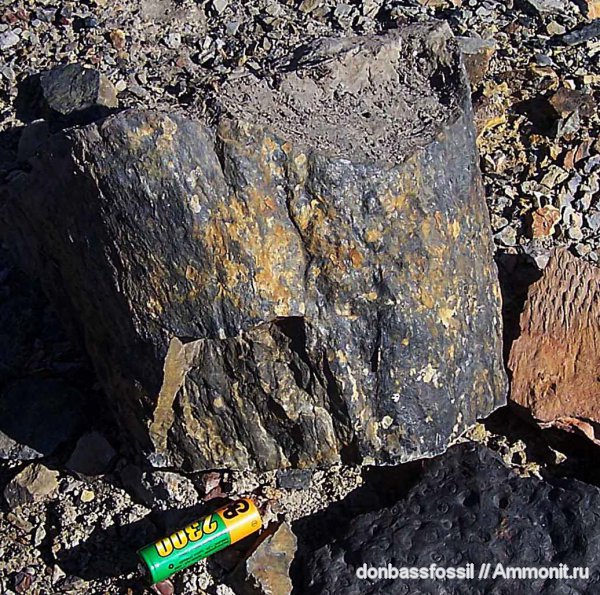 кордаиты, Cordaites