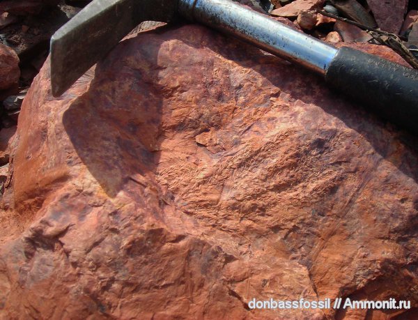 Calamostachys, asterophyllum