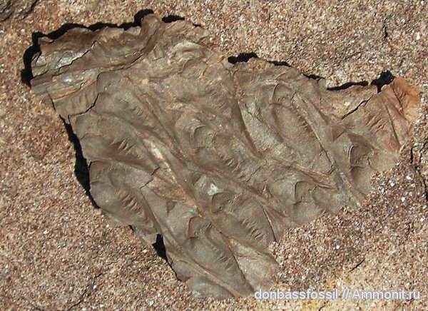 Lepidodendron, Lepidodendron aculeatum