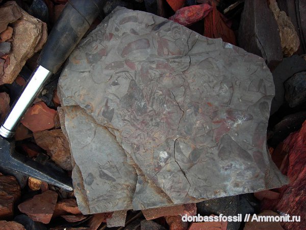 карбон, Донецк, Neuropteris, нейроптерис