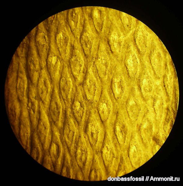 девон, Devonian, Донбасс, плауновидные