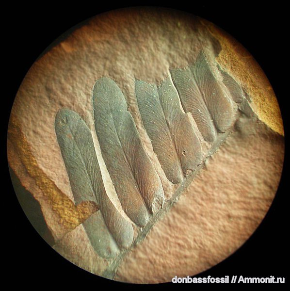 карбон, Донецк, Neuropteris, нейроптерис