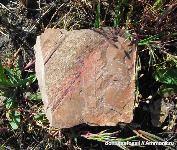 кордаиты, Cordaites