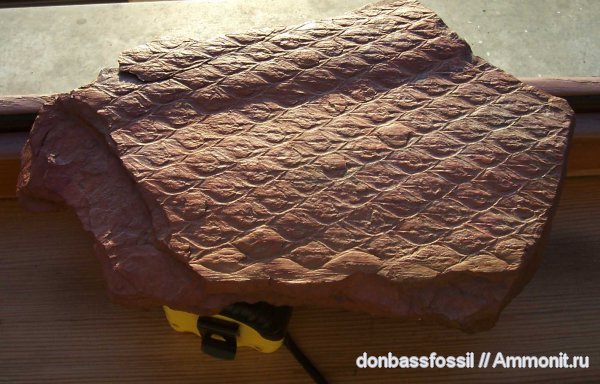 Lepidodendron, Lepidodendron aculeatum