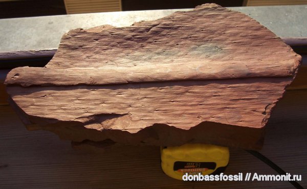 Lepidodendron, Lepidodendron aculeatum