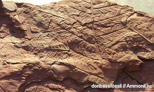 Mariopteris, мариоптерисы