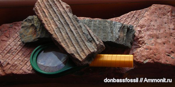 карбон, сигиллярия, Донбасс, плауновидные, Донецк, Sigillaria
