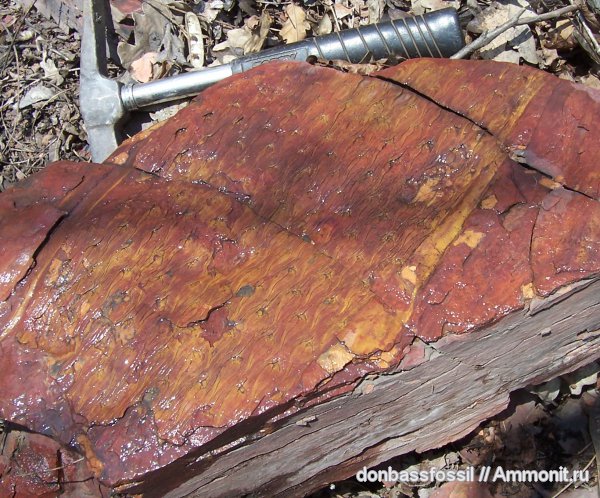 карбон, лепидодендрон, Донецк, Lepidodendron