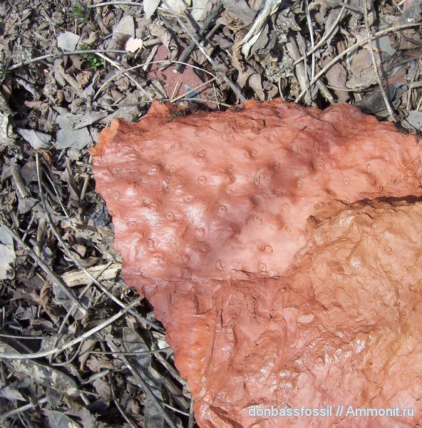 карбон, stigmaria, стигмарии