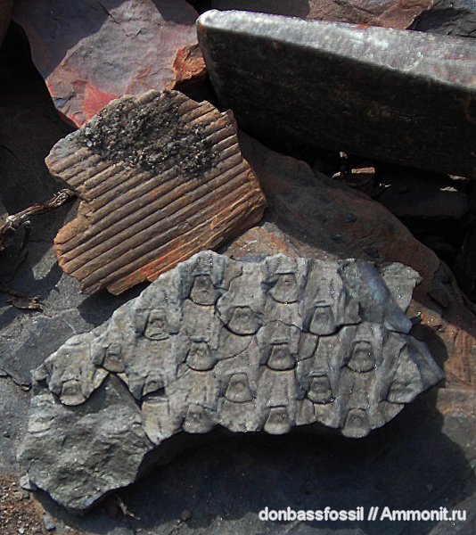 карбон, сигиллярия, Донбасс, плауновидные, Донецк
