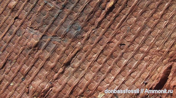 карбон, сигиллярия, Донбасс, плауновидные, Донецк, Sigillaria latibasa