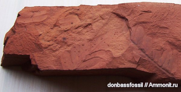 Neuropteris, Microconchids